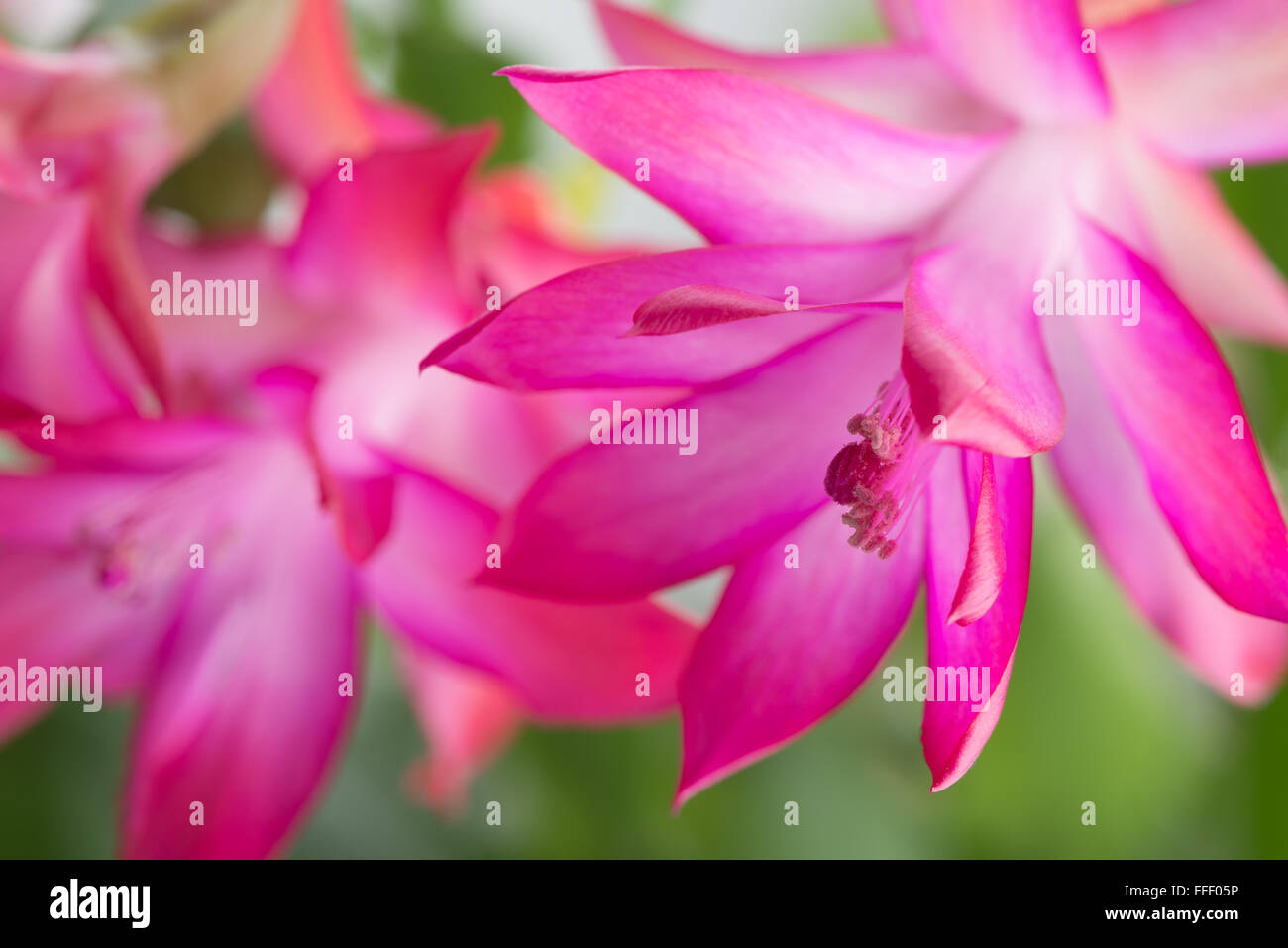 blühender Kaktus Schlumbergera oder Weihnachtskaktus - leuchtend rosa Blüten Stockfoto