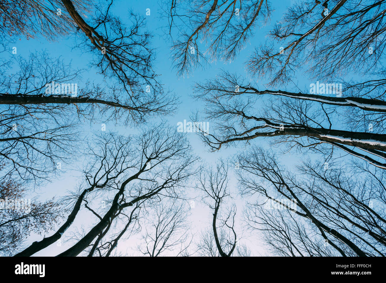 Silhouette der Bäume Zweige ohne Blätter im Winter auf Hintergrund des blauen Himmels Stockfoto