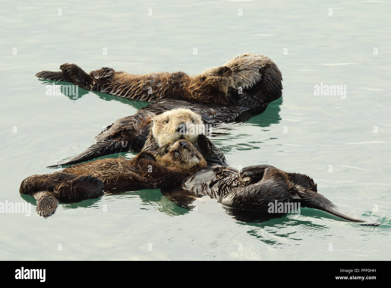 Sea Otter Familien zusammen schweben. Stockfoto