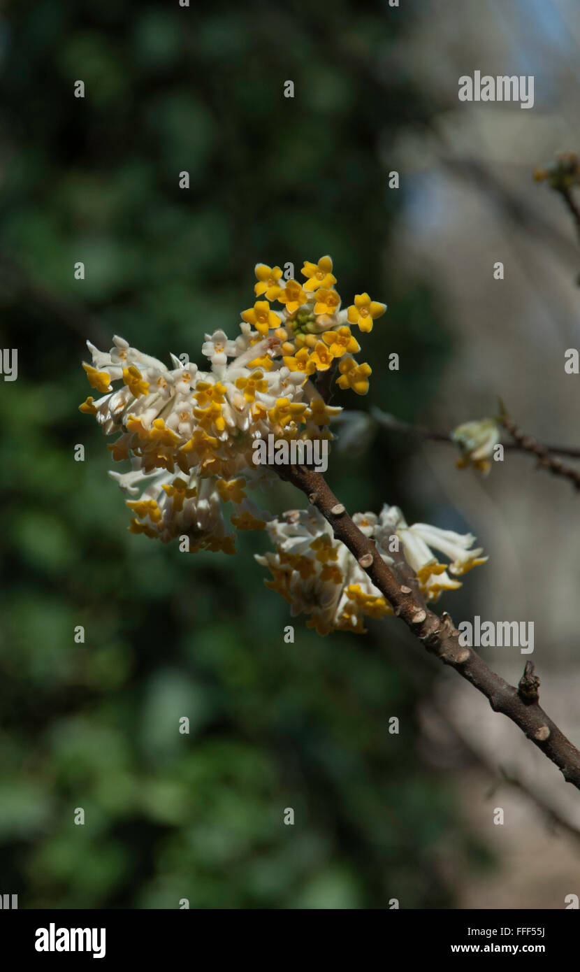 Papierfabrik, Edgeworthia Chrysantha Goldrausch Stockfoto