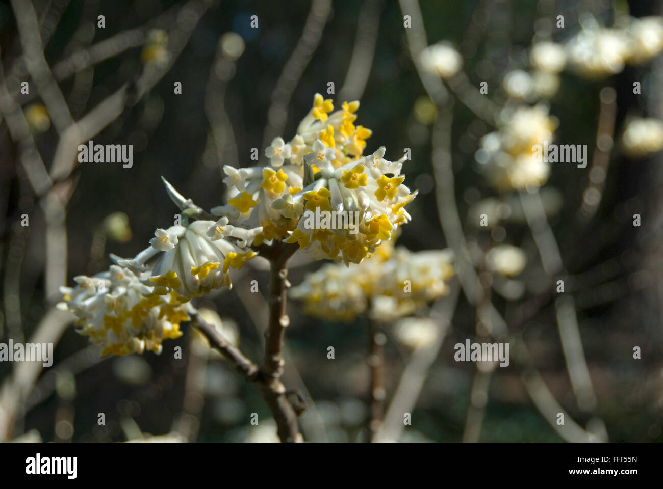 Papierfabrik, Edgeworthia Chrysantha Goldrausch Stockfoto