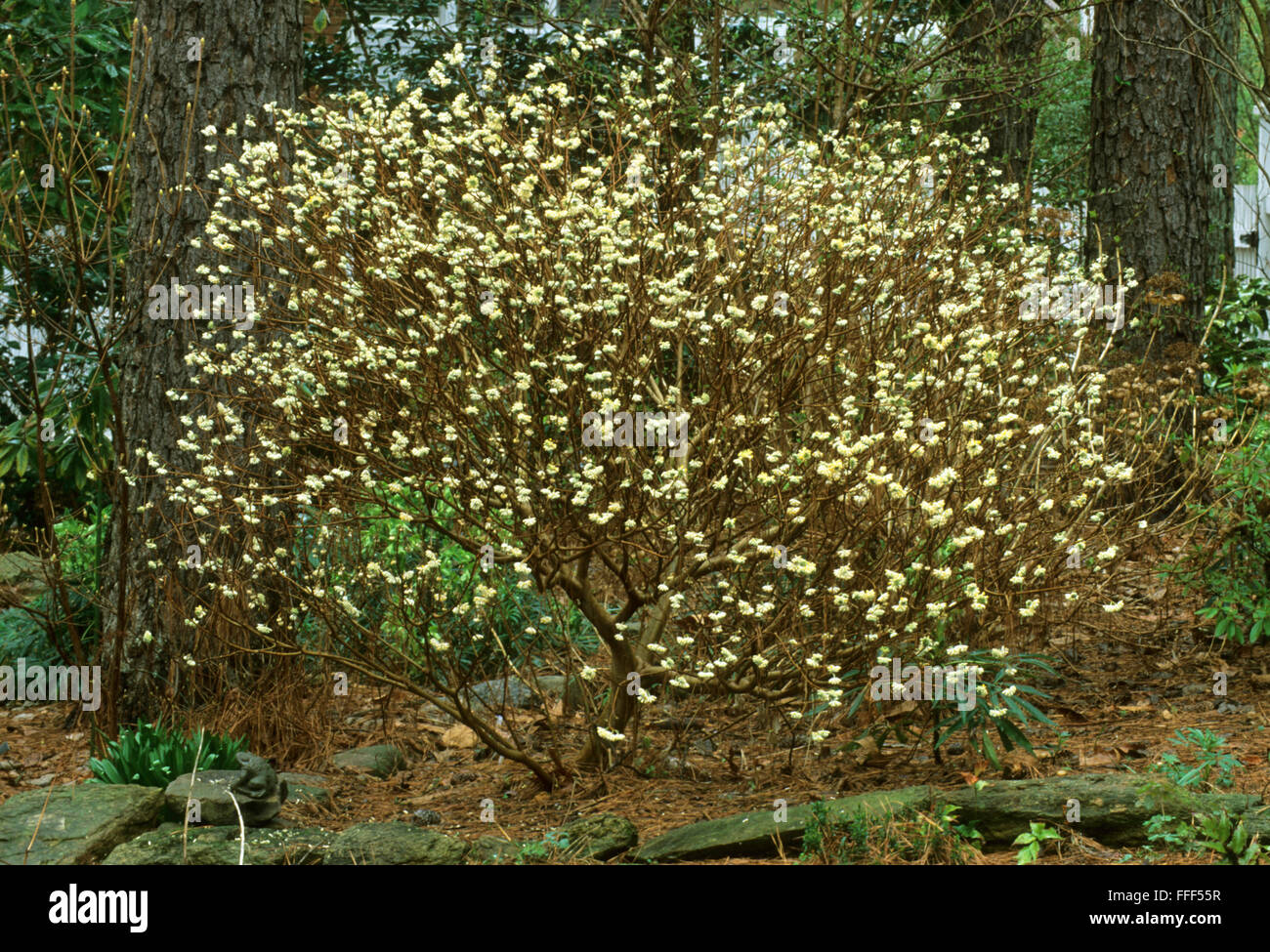 Papierfabrik Edgeworthia Papyrifera, Edgeworthia chrysantha Stockfoto