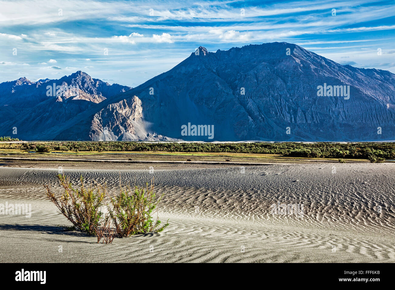 Sanddünen in Ladakh Nubra Tal Stockfoto