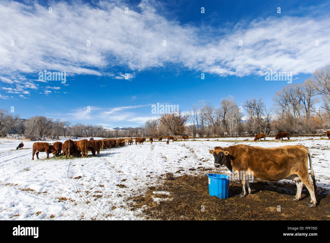 Rinder, Ranch Weide neben dem kleinen Berg Stadt Salida, Colorado, USA Stockfoto