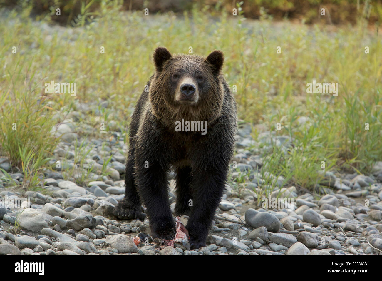 Grizzly Bear Lachsangeln Stockfoto