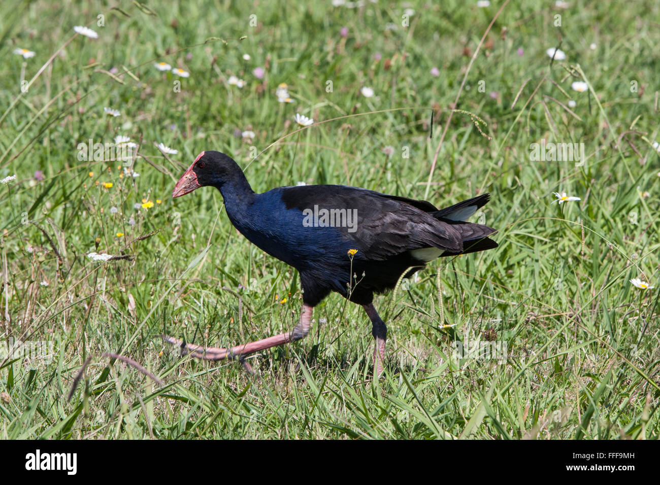 Pukeko, lila Sumpf Henne in Feuchtgebieten in der Nähe von Hot Water Beach, Coromandel Peninsula, North Island, neue Zealand.Oceania, Stockfoto
