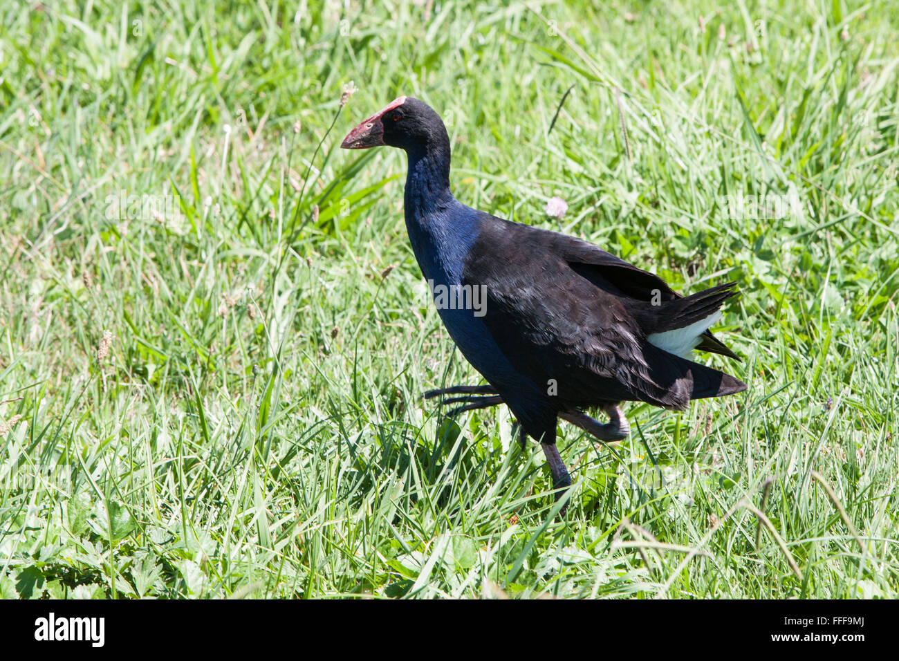 Pukeko, lila Sumpf Henne in Feuchtgebieten in der Nähe von Hot Water Beach, Coromandel Peninsula, North Island, neue Zealand.Oceania, Stockfoto
