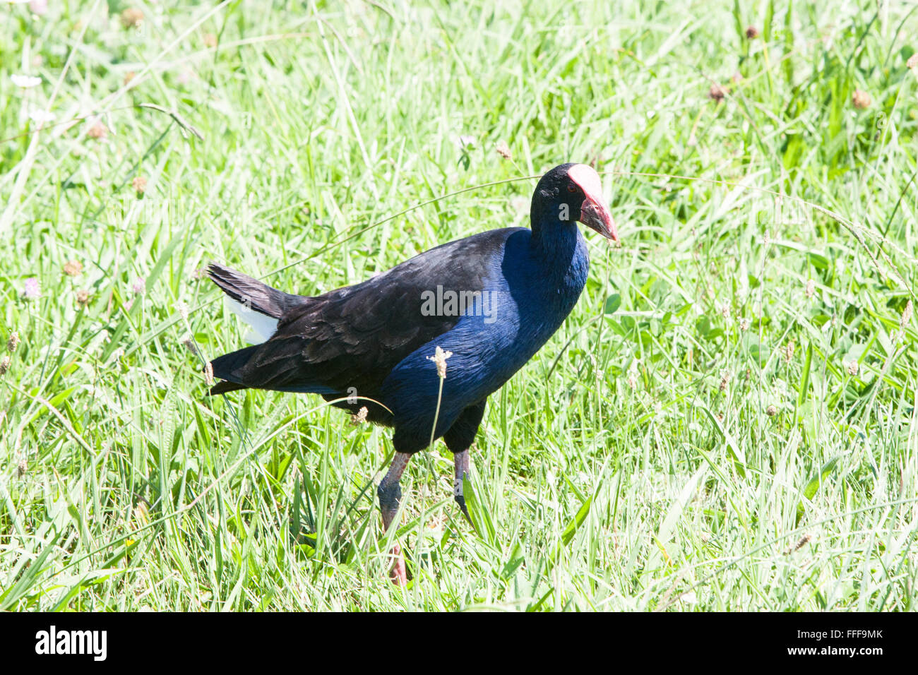 Pukeko, lila Sumpf Henne in Feuchtgebieten in der Nähe von Hot Water Beach, Coromandel Peninsula, North Island, neue Zealand.Oceania, Stockfoto
