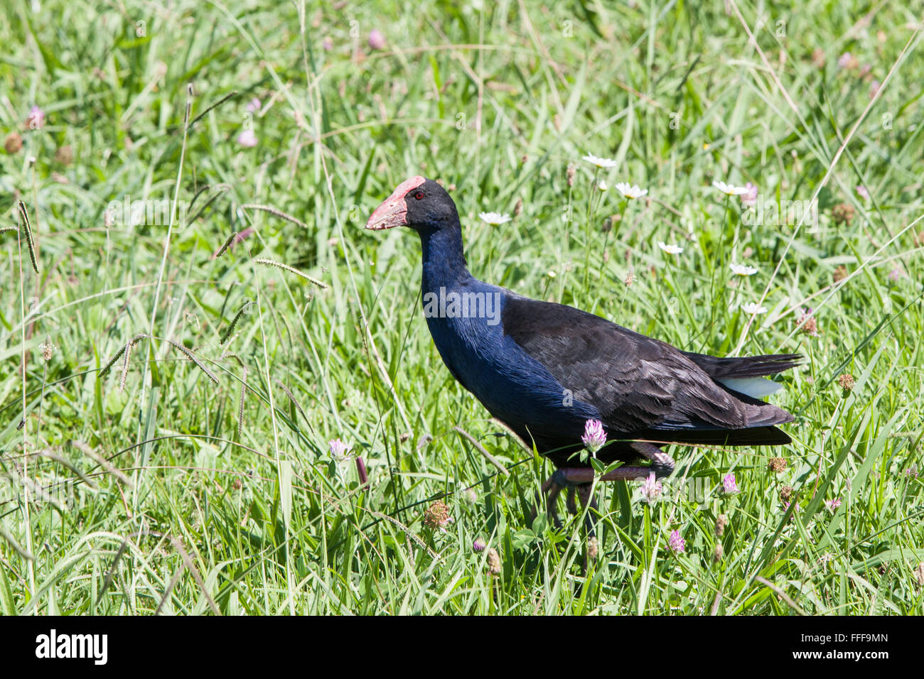 Pukeko, lila Sumpf Henne in Feuchtgebieten in der Nähe von Hot Water Beach, Coromandel Peninsula, North Island, neue Zealand.Oceania, Stockfoto