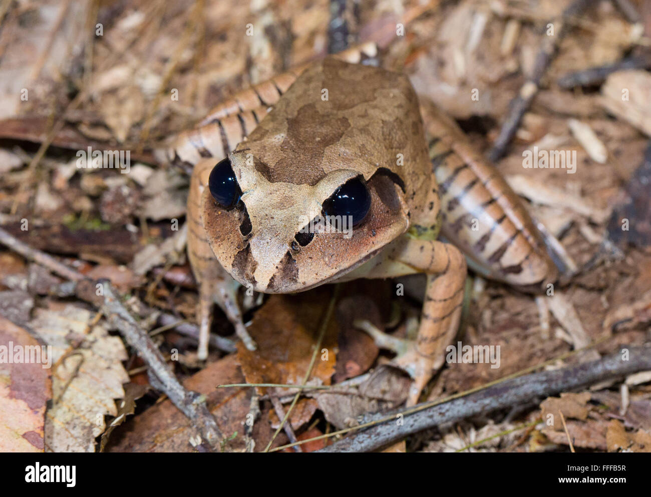 Großen verjährt Frosch (Mixophyes Fasciolatus), Nightcap National Park, NSW, Australien Stockfoto