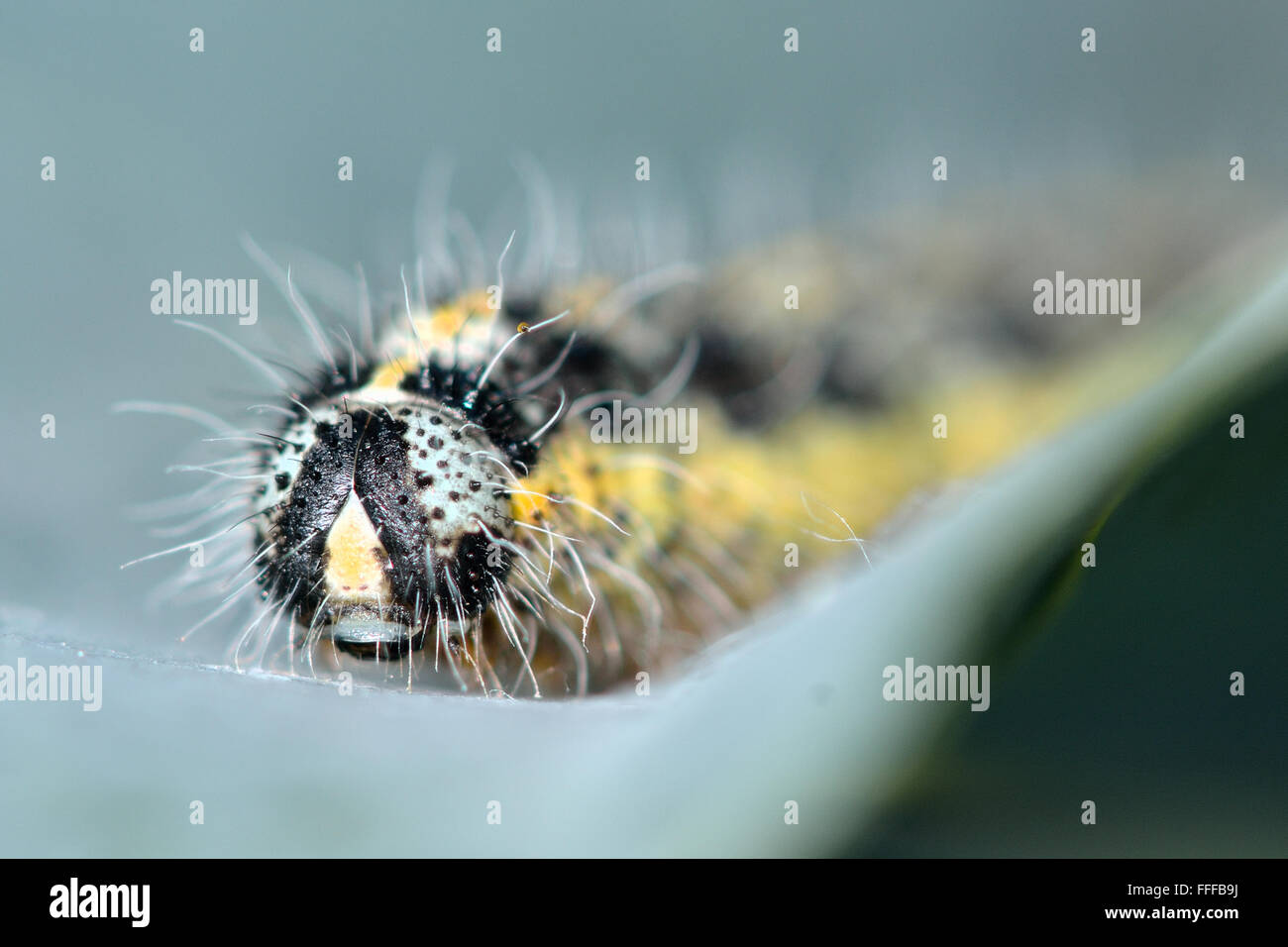 Großer weißer Schmetterling (Pieris Brassicae) Raupe. Eine Nahaufnahme von großen Larve dieses gemeinsamen Schmetterlings, Fütterung auf ein Kohlkopf Stockfoto