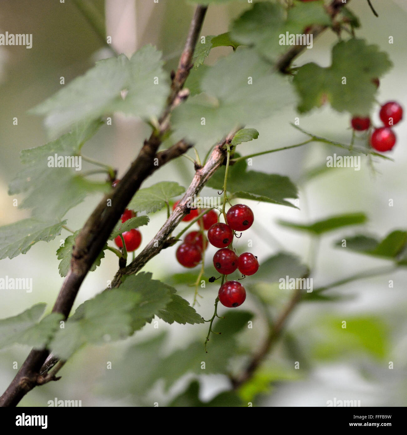 Rote Johannisbeere (Ribes Rubrum) Werk in Obst. Dieser bekannte Strauch in der Familie Grossulariaceae ist Fruchtkörper in freier Wildbahn gesehen Stockfoto