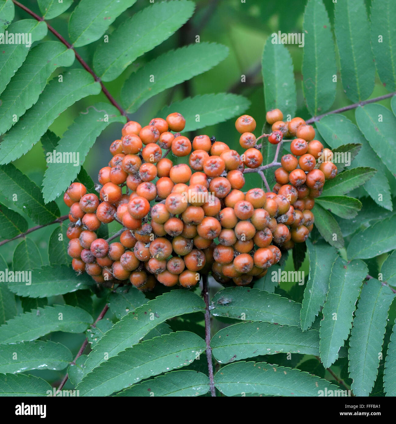 Vogelbeere (Sorbus Aucuparia) Beeren und Blätter. Ein Baum in der Familie der Rosengewächse (Rosengewächse), mit reifer Frucht orange Stockfoto