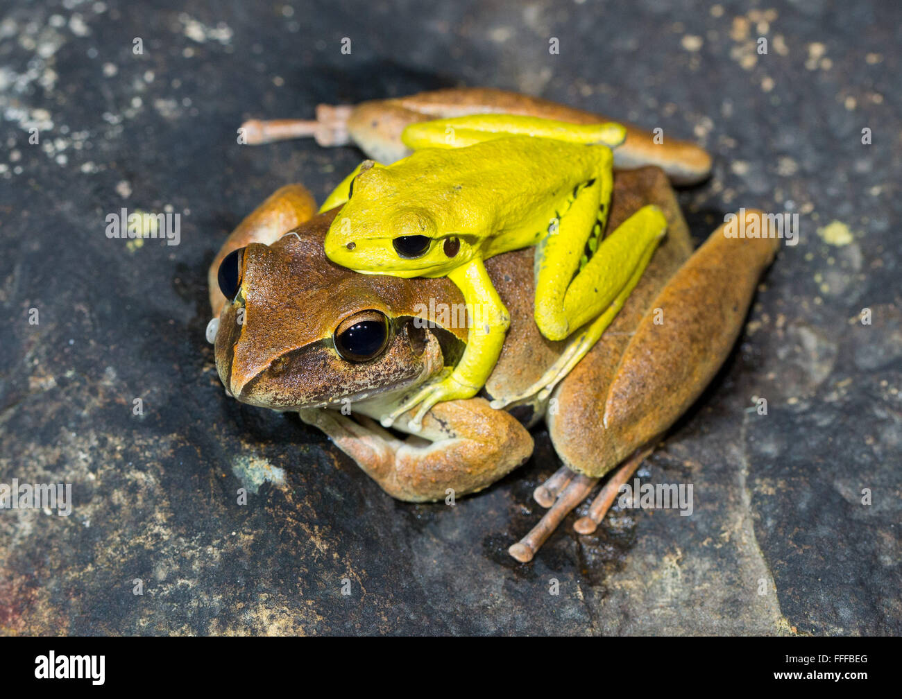 Männliche und weibliche Stony Creek Frosch (Litoria Wilcoxii) in Amplexus, northern NSW, Australien Stockfoto