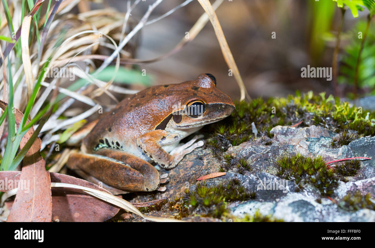 Weibliche Stony Creek-Frosch (Litoria Wilcoxii), NSW, Australien Stockfoto