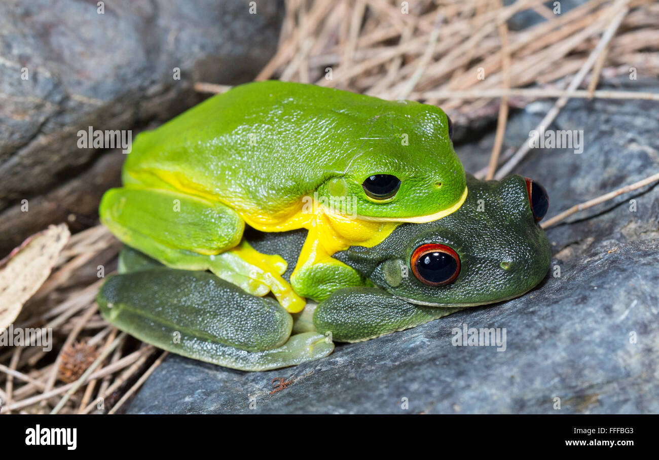 Männliche und weibliche australische rotäugigen Laubfrosch (Litoria Chloris), auch bekannt als Orange-eyed Laubfrosch in Amplexus, NSW, Austral Stockfoto