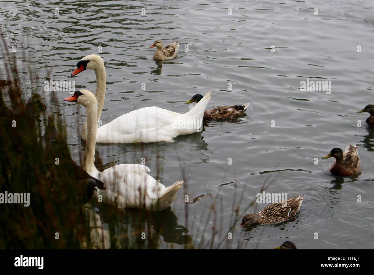 Schwäne und Enten am Palace of Fine Arts in San Francisco. Stockfoto