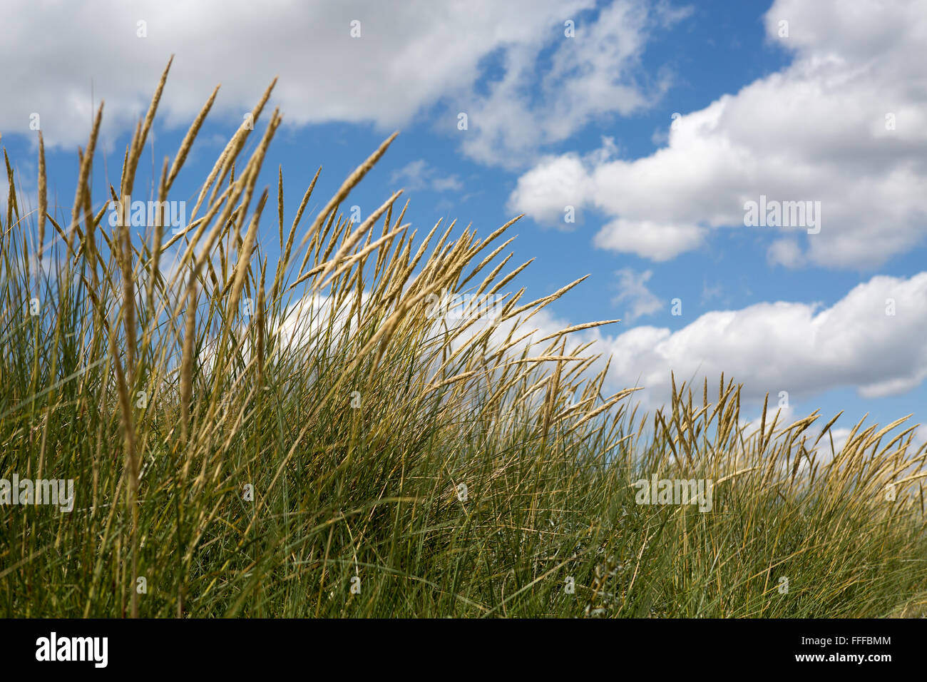 Nahaufnahme von Dune Grass gegen sonnigen blauen Himmel mit weißen Wolken an einem warmen Sommertag von der Nordsee, Mablethorpe Strand, Lincolnshire, England, Großbritannien Stockfoto