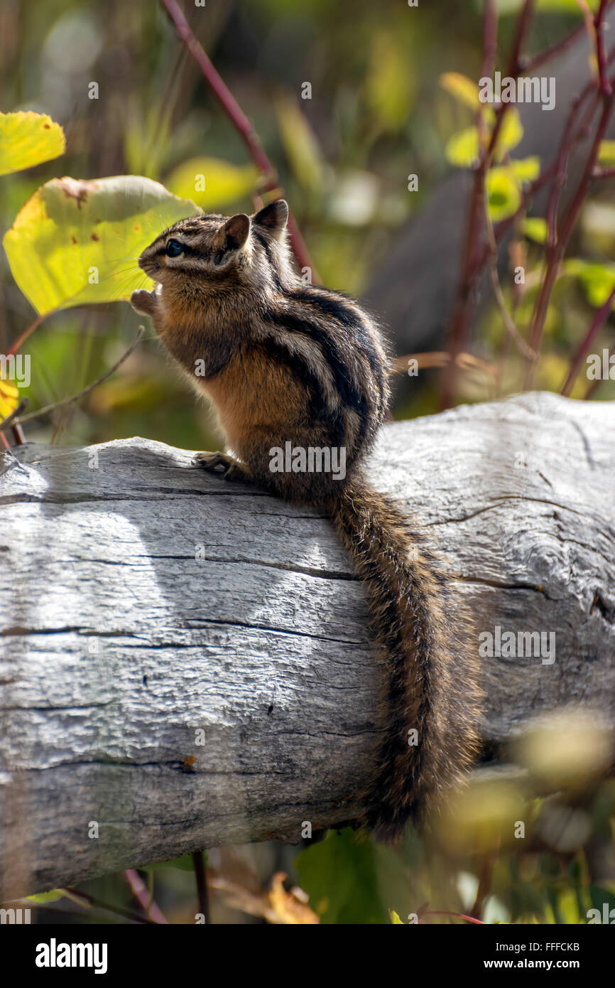 Uinta-Streifenhörnchen (Neotamias Umbrinus Fremonti) Stockfoto
