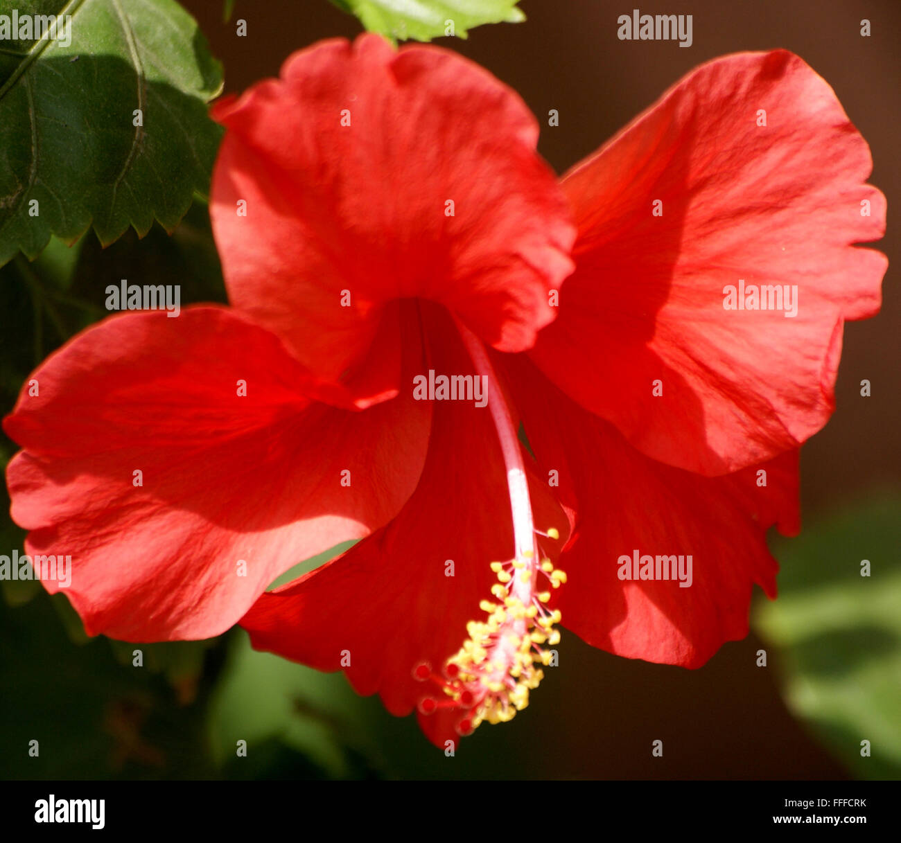 Hibiscus Rosa-Sinensis, China Rose, immergrüner Zierstrauch oder kleiner Baum mit eiförmig gezahnte Blätter und rote Blumen Stockfoto