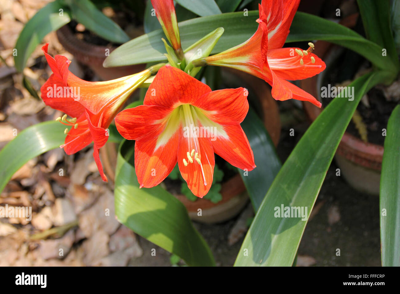 Hippeastrum Reginae, Garten-Amaryllis, bauchige ornamentalen Kraut, mit Schlaufe geformte Blätter und orange rote Blumen in Dolde Stockfoto