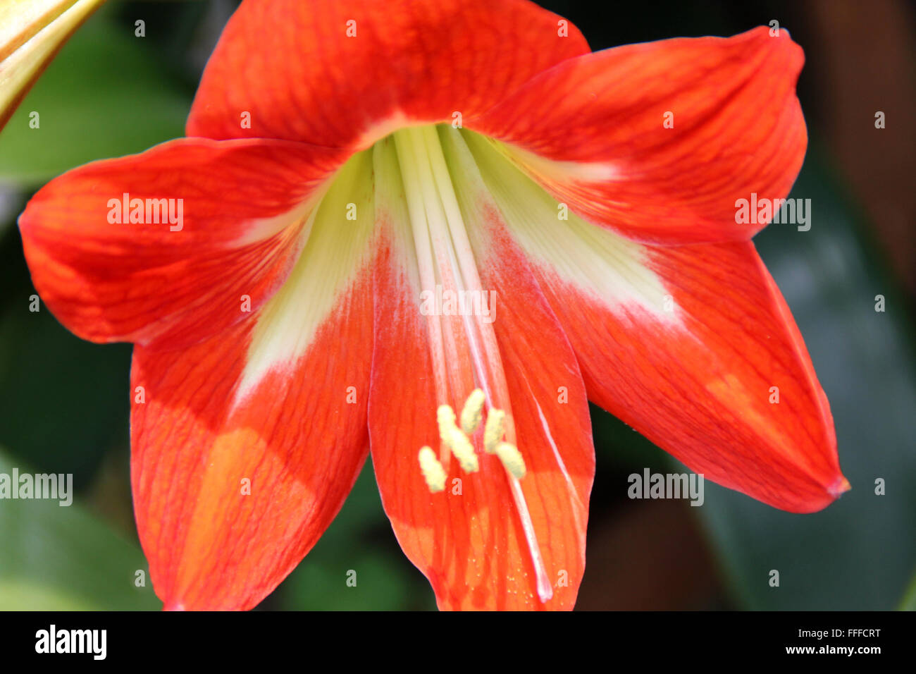 Hippeastrum Reginae, Garten-Amaryllis, bauchige ornamentalen Kraut, mit Schlaufe geformte Blätter und orange rote Blumen in Dolde Stockfoto