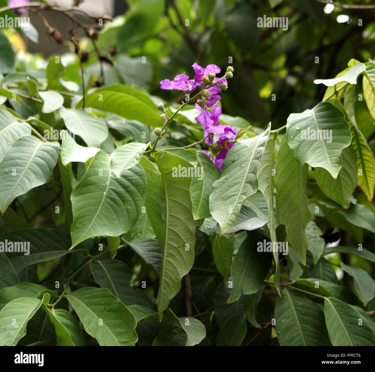 Lagerstroemia Speciosa, Pride of India, Baum mit großen elliptischen länglich bis eiförmige Blätter, lila Blüten in Rispen Stockfoto