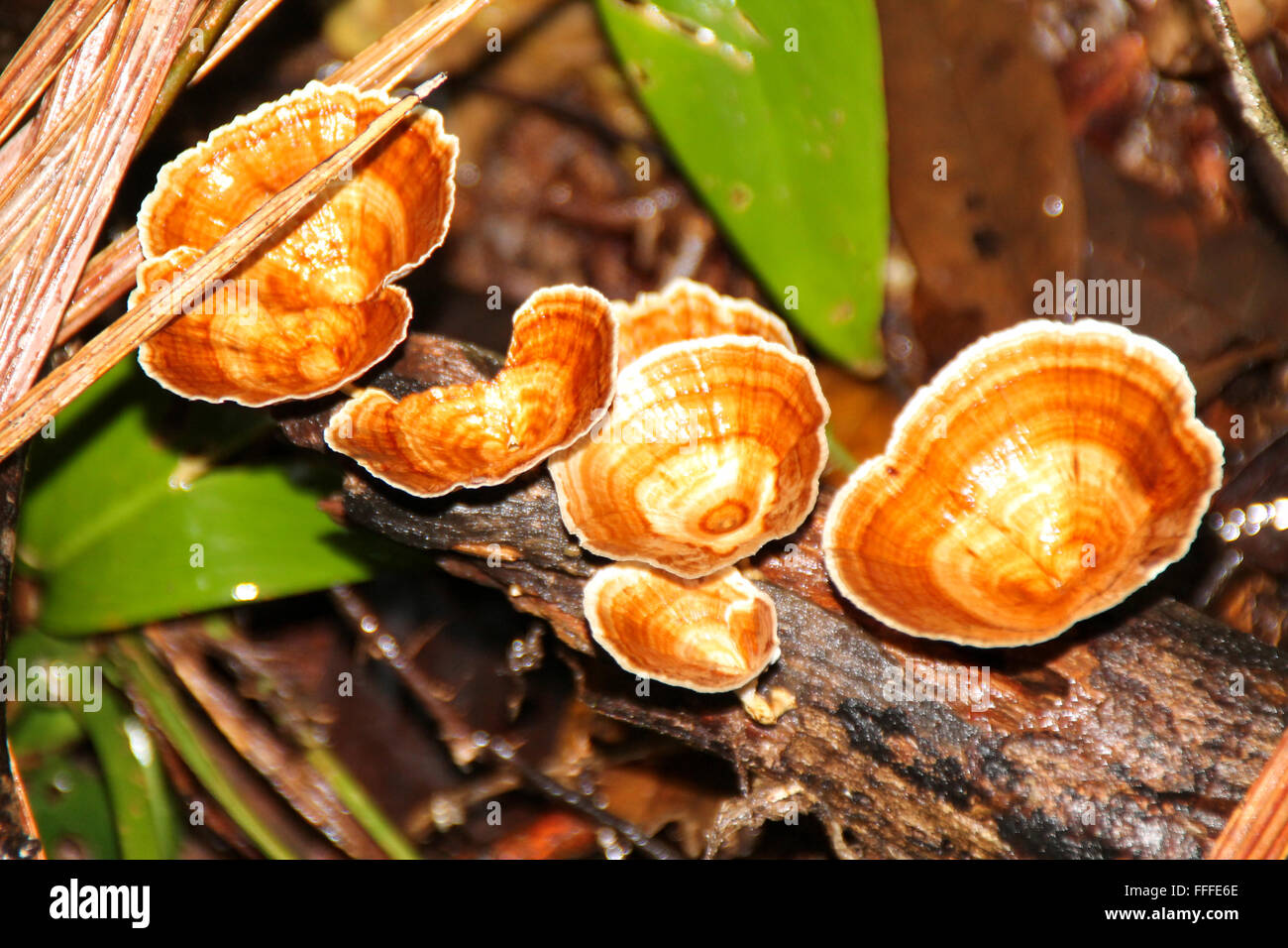 Wilde Pilze, Bako Nationalpark, Borneo, Malaysia Stockfoto