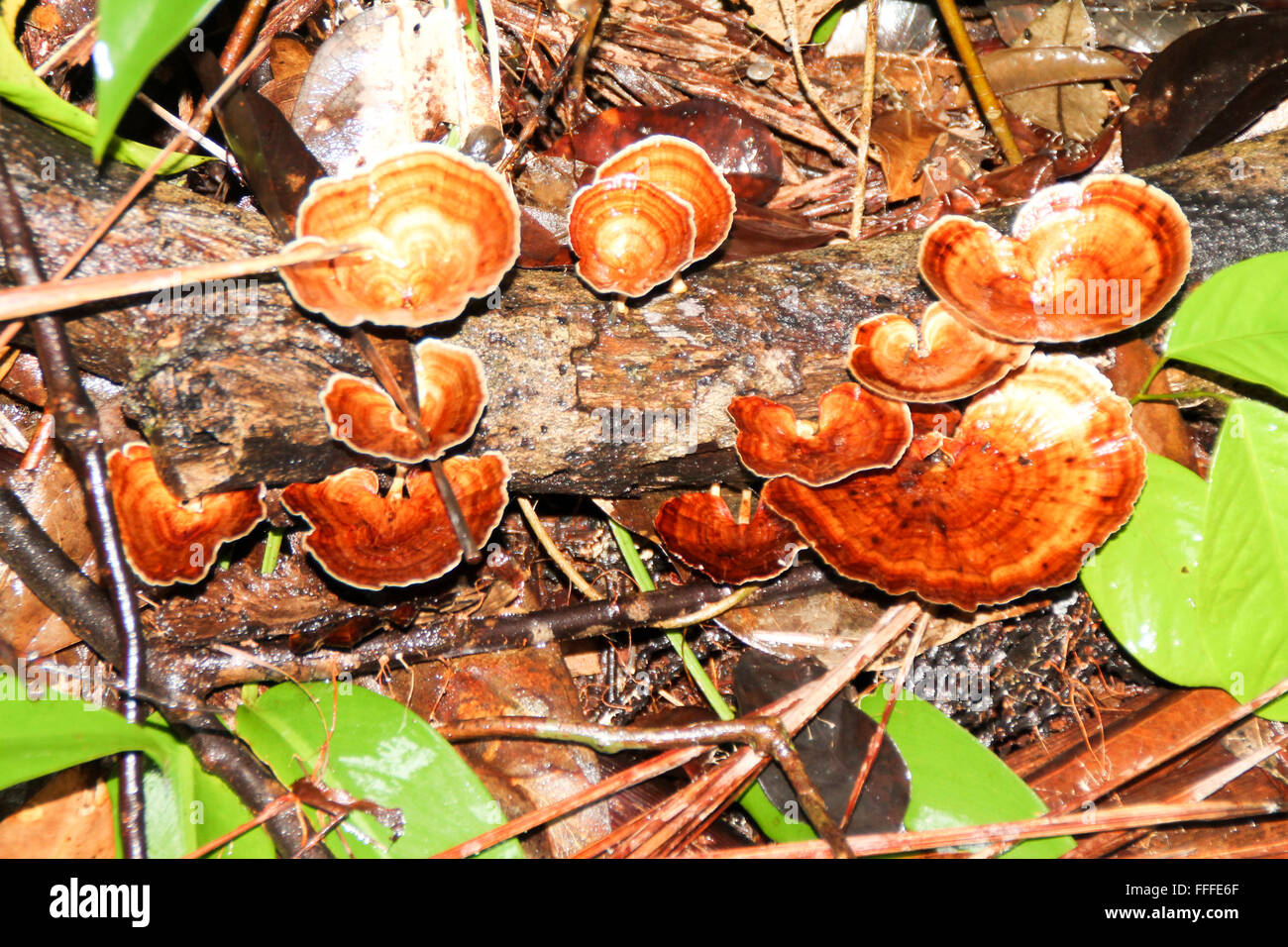 Wilde Pilze, Bako Nationalpark, Borneo, Malaysia Stockfoto