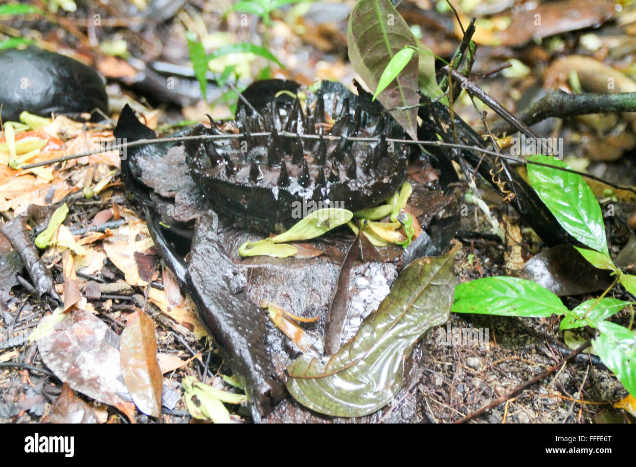 Toten Rafflesia Blume am Gunung Gading, Borneo, Malaysia Stockfoto