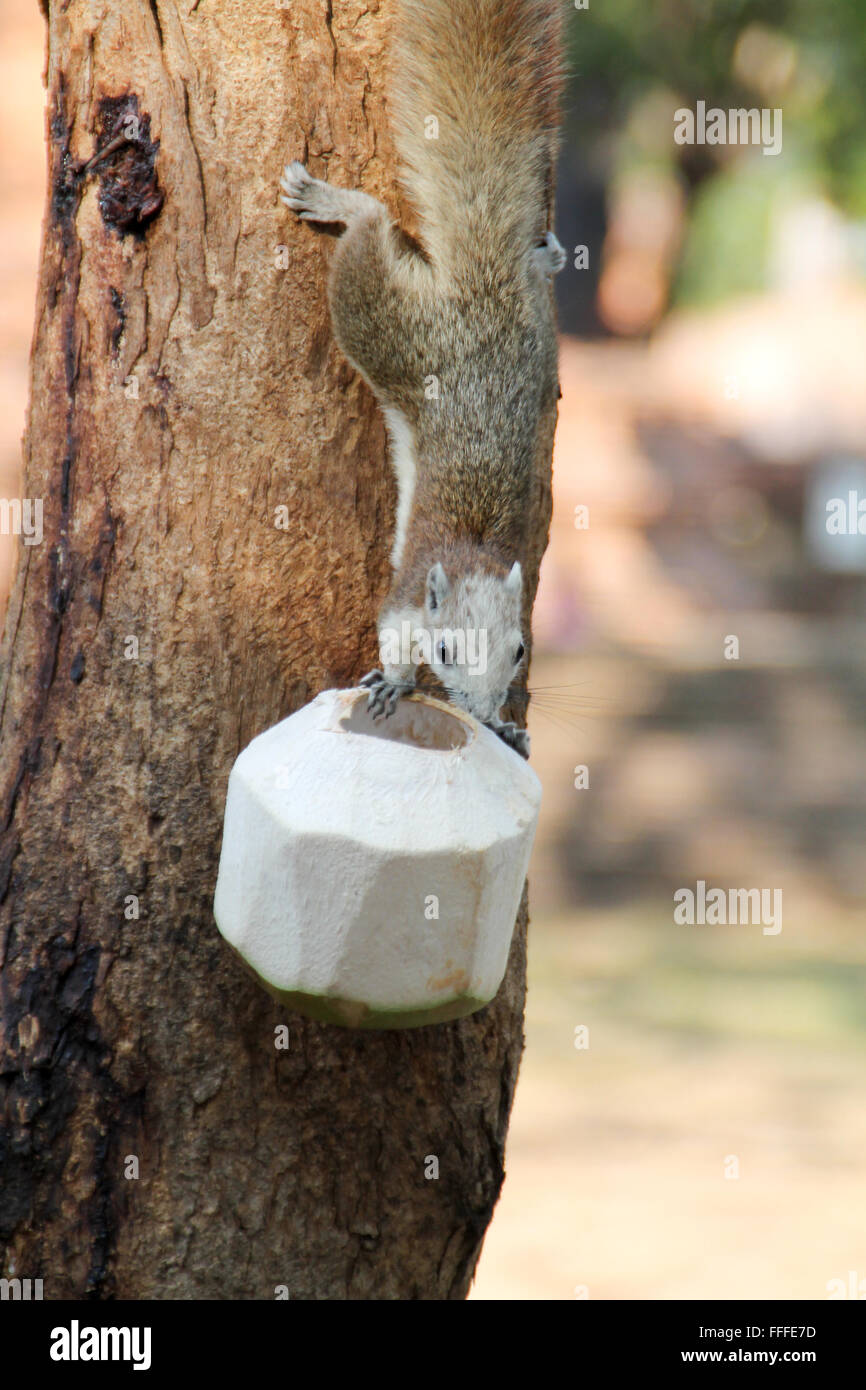 Squirell Essen Kokosnuss auf einem Baum. Stockfoto
