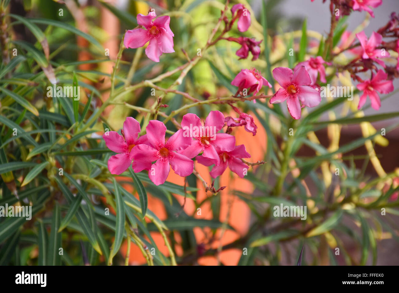 Giftige Adelfa (Nerium Oleander) blühende Pflanze wächst in Acapulco, Mexiko Stockfoto