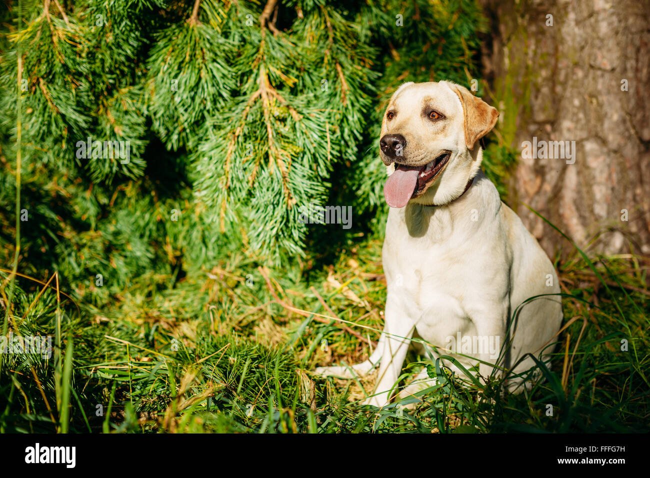 Glücklich weißen Labrador Retriever Hundesitting In Grass, Waldpark Hintergrund. Stockfoto