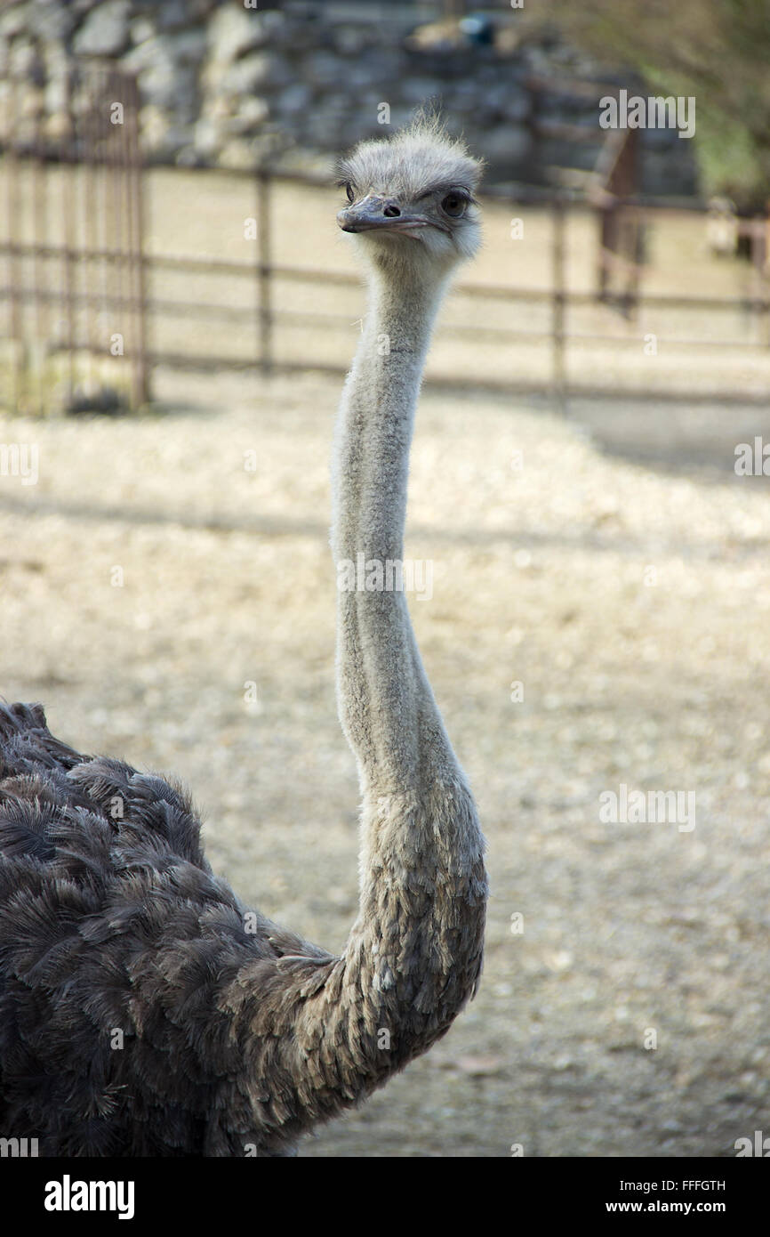 Belgrad ZOO - der Strauß (Struthio Camelus) Stockfoto