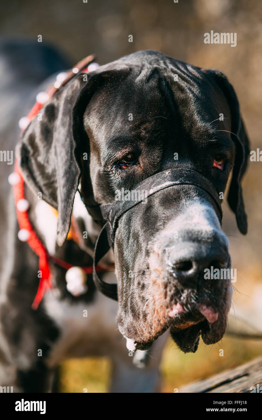 Die Deutsche Dogge ist eine große deutsche Hunderasse Haushund (Canis Lupus Familiaris) bekannt für seine riesigen Körper und großer Höhe. Stockfoto