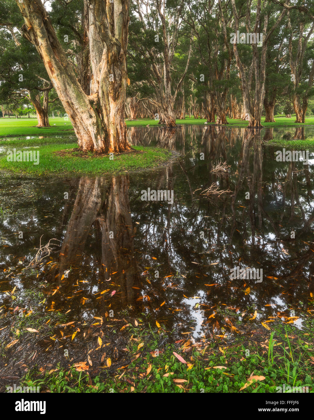 Diese nennt man "Tea Tree" oder Melaleuca oder leichte. Der Park nach Regen hat riesigen Pools, weshalb das Gebiet ein Swa genannt wird Stockfoto