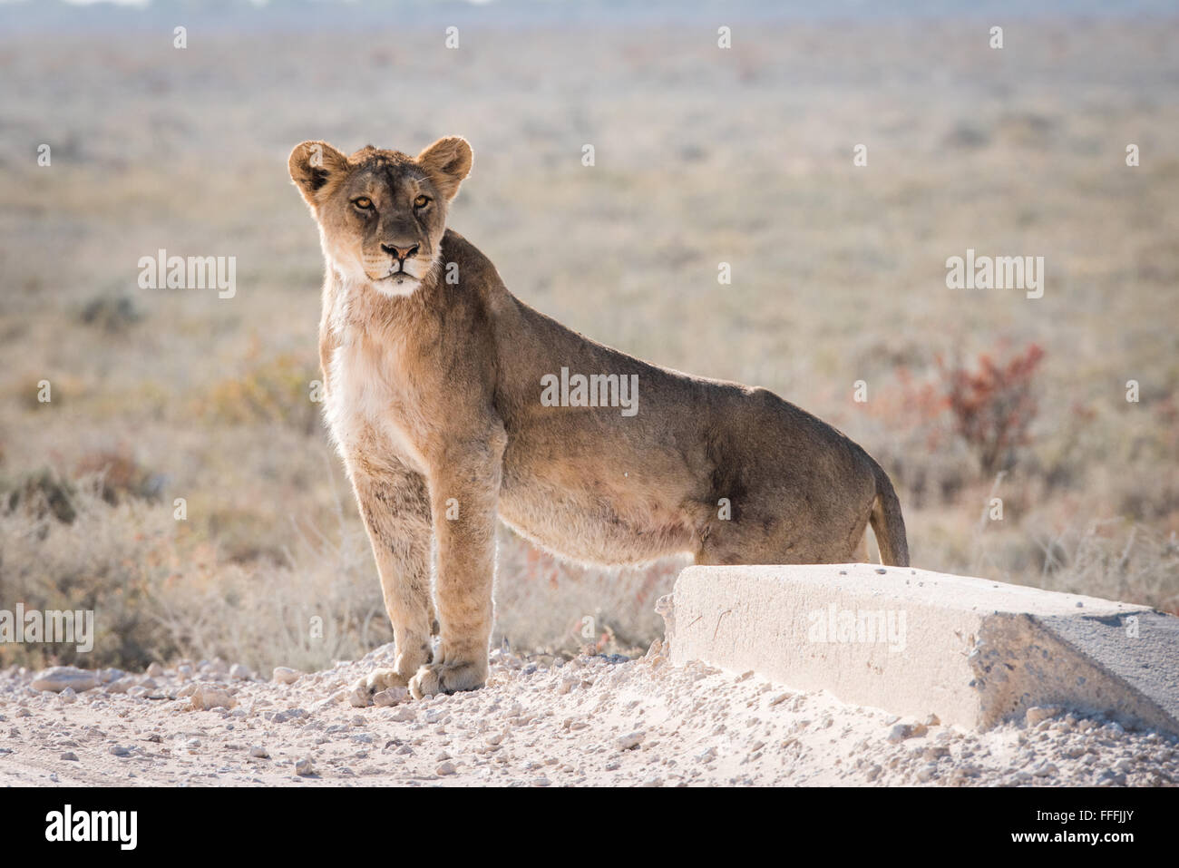 Einzigen weiblichen Löwen (Panthera Leo) stehend auf Straße, Etosha Nationalpark, Namibia Stockfoto