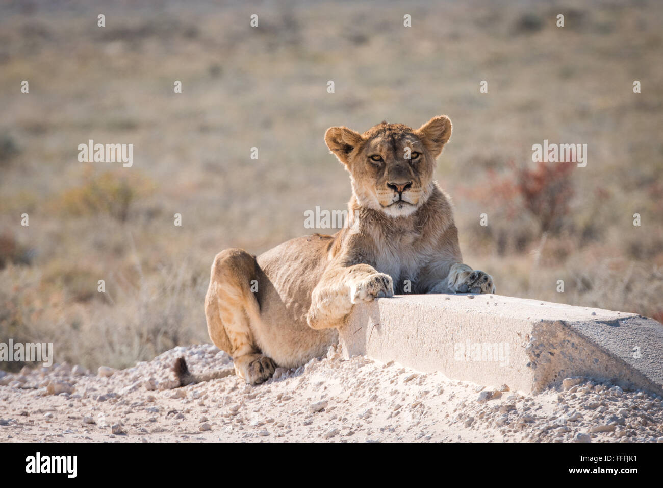 Einzigen weiblichen Löwe (Panthera Leo) Verlegung direkt an Straße, Etosha Nationalpark, Namibia Stockfoto