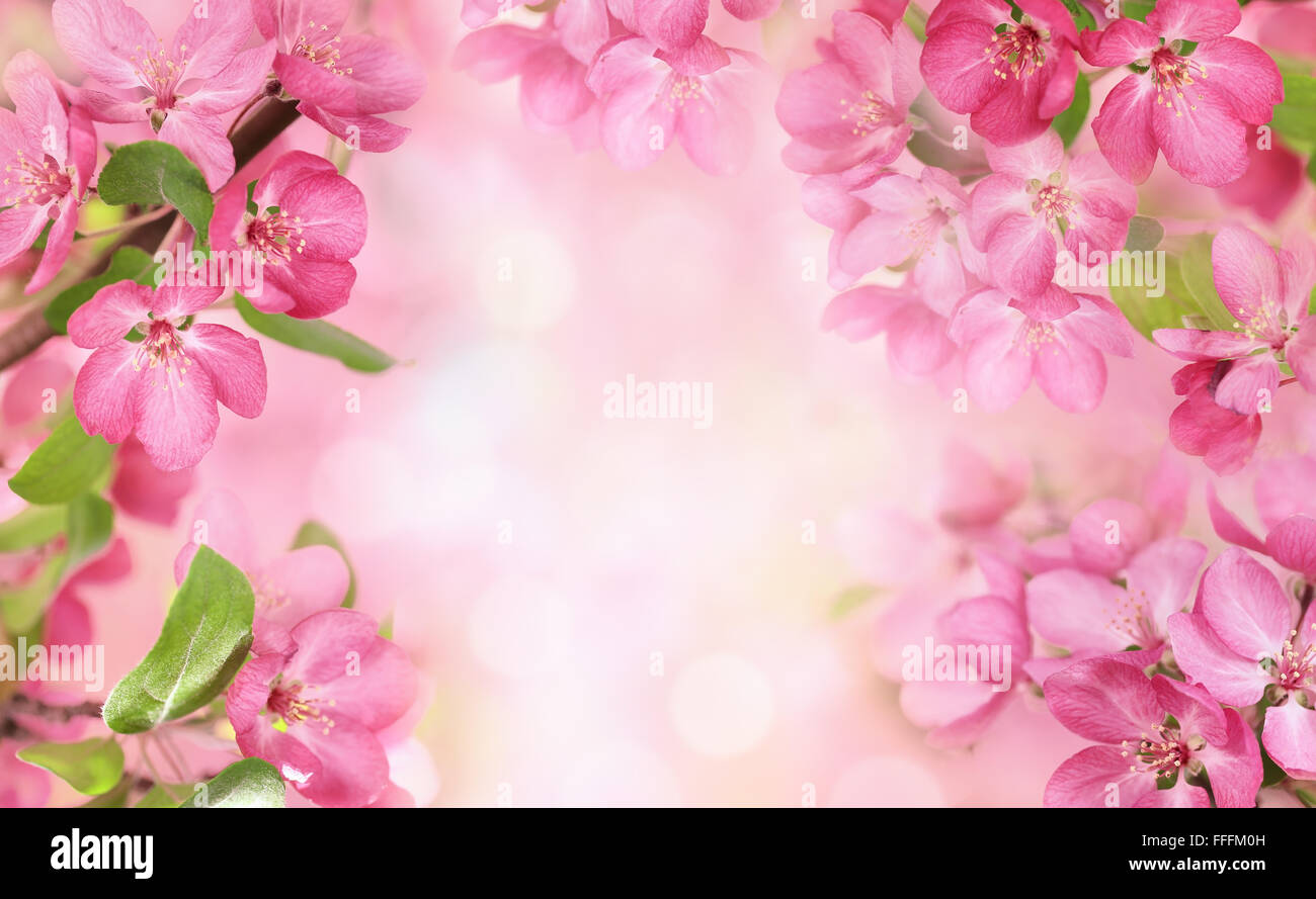 Apple Blumen, Frühling Blüte mit Textfreiraum. Stockfoto