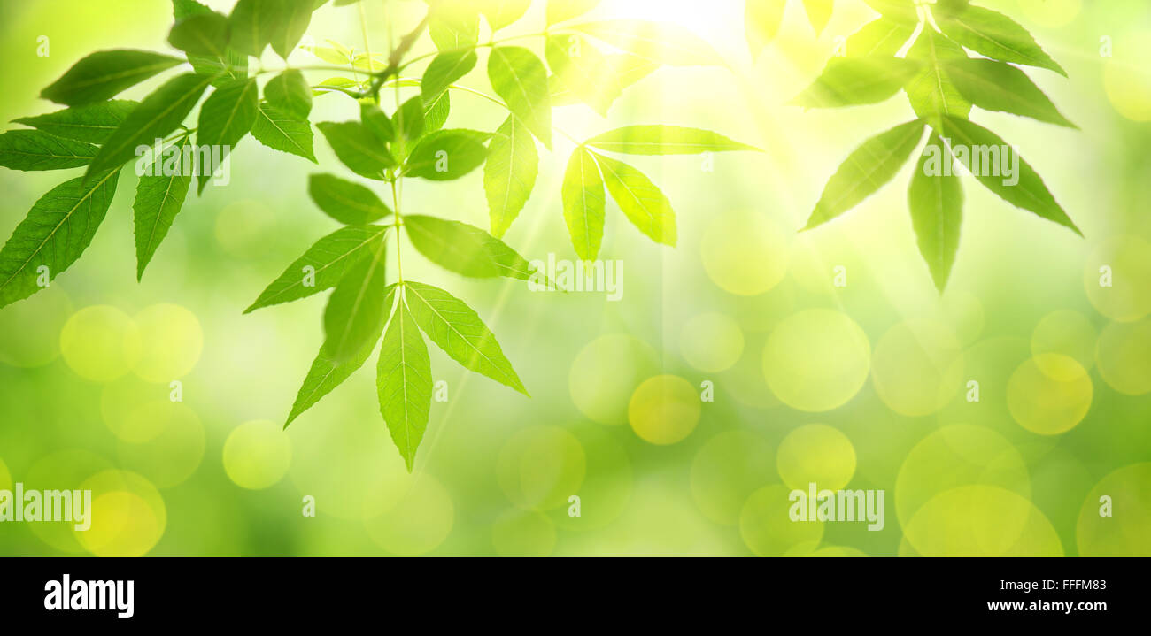 frisch und grün Blätter, Natur Hintergrund. Stockfoto