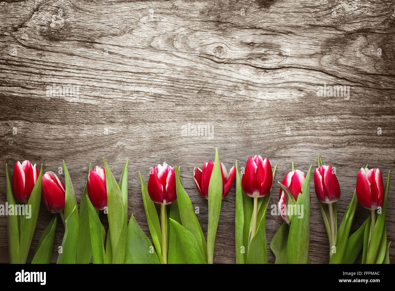 Tulpen auf rustikalen Holz Hintergrund, Textfreiraum für Ihren Text. Stockfoto