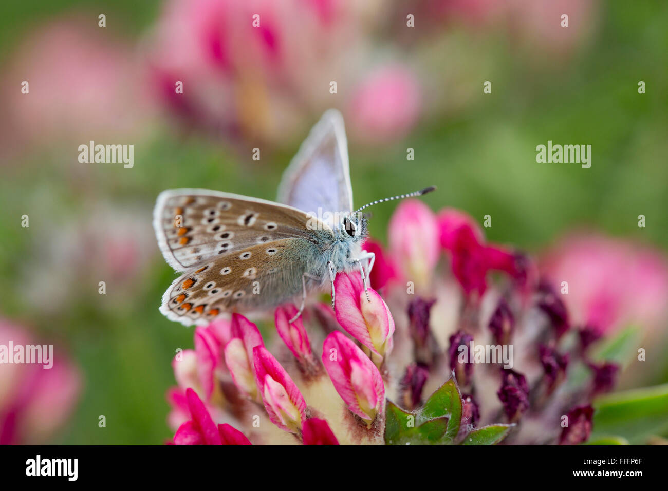 Gemeinsame blaue Schmetterling; Polyommatus Icarus einzigen weiblichen auf Anglesey Blume; UK Stockfoto