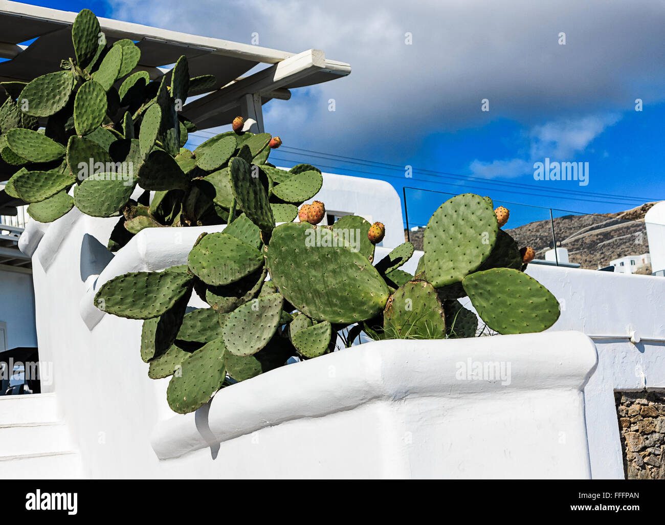 Kykladenhaus mit eingemachten Cactus Pear (Opuntia Ficus-Indica) in ...