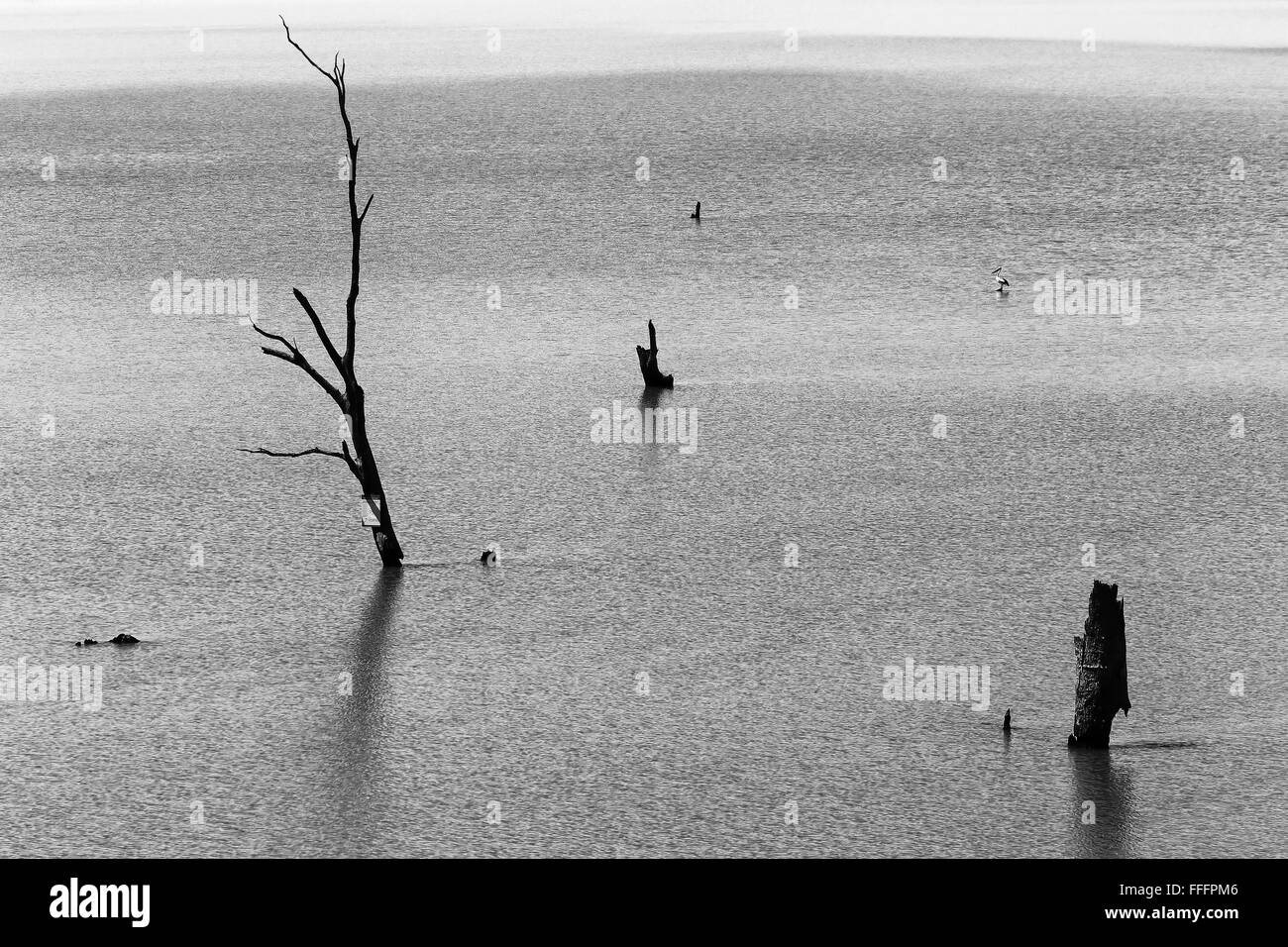 Daed Bäume und Pelikan Vogel stehend aus mächtigen Murray River in South AUstralia. Schwarz weiße Version nur, keine Farbe Stockfoto