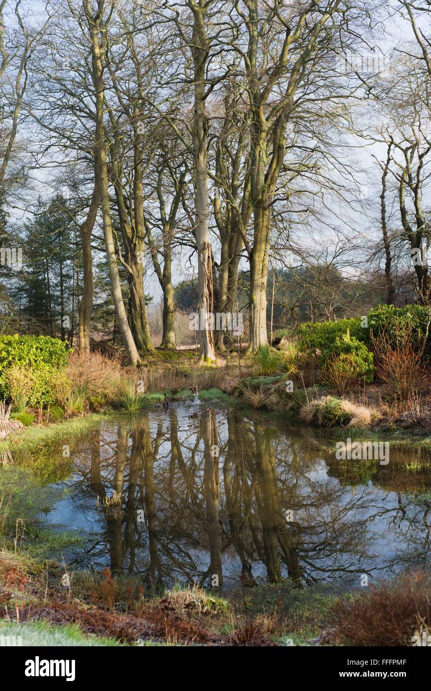 Reflexion der Bäume in kleinen Teich in Harburn West Lothian Stockfoto