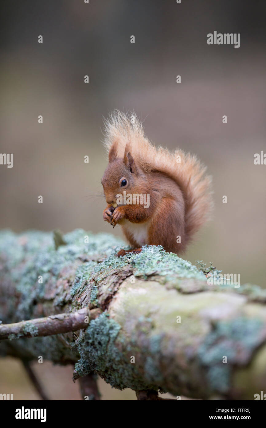 Eichhörnchen; Sciurus Vulgaris Essen Einzelmutter Schottland; UK Stockfoto