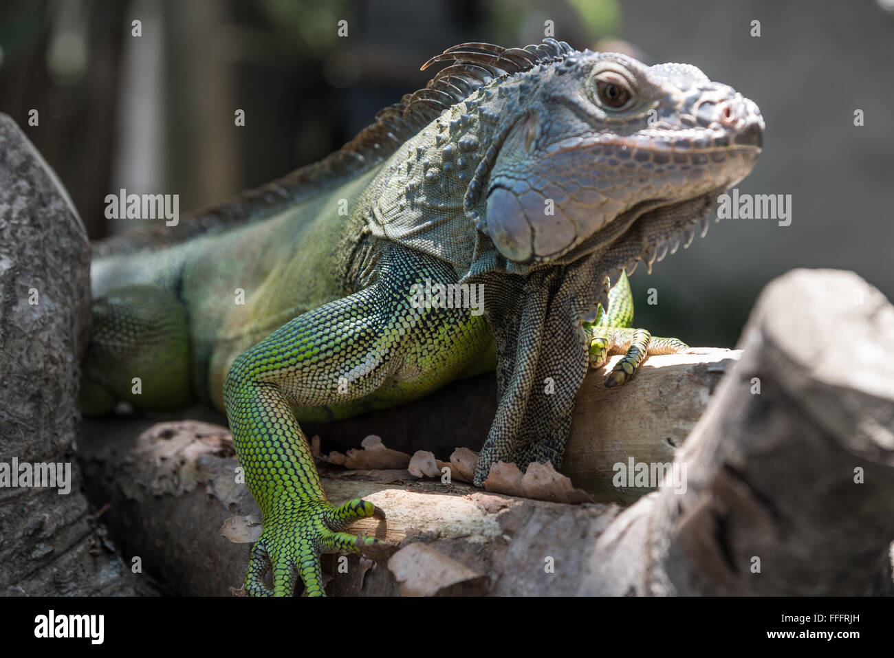 Eidechse auf Kaffee-Plantage in der Nähe der Sangeh Monkey Forest, Bali Stockfoto