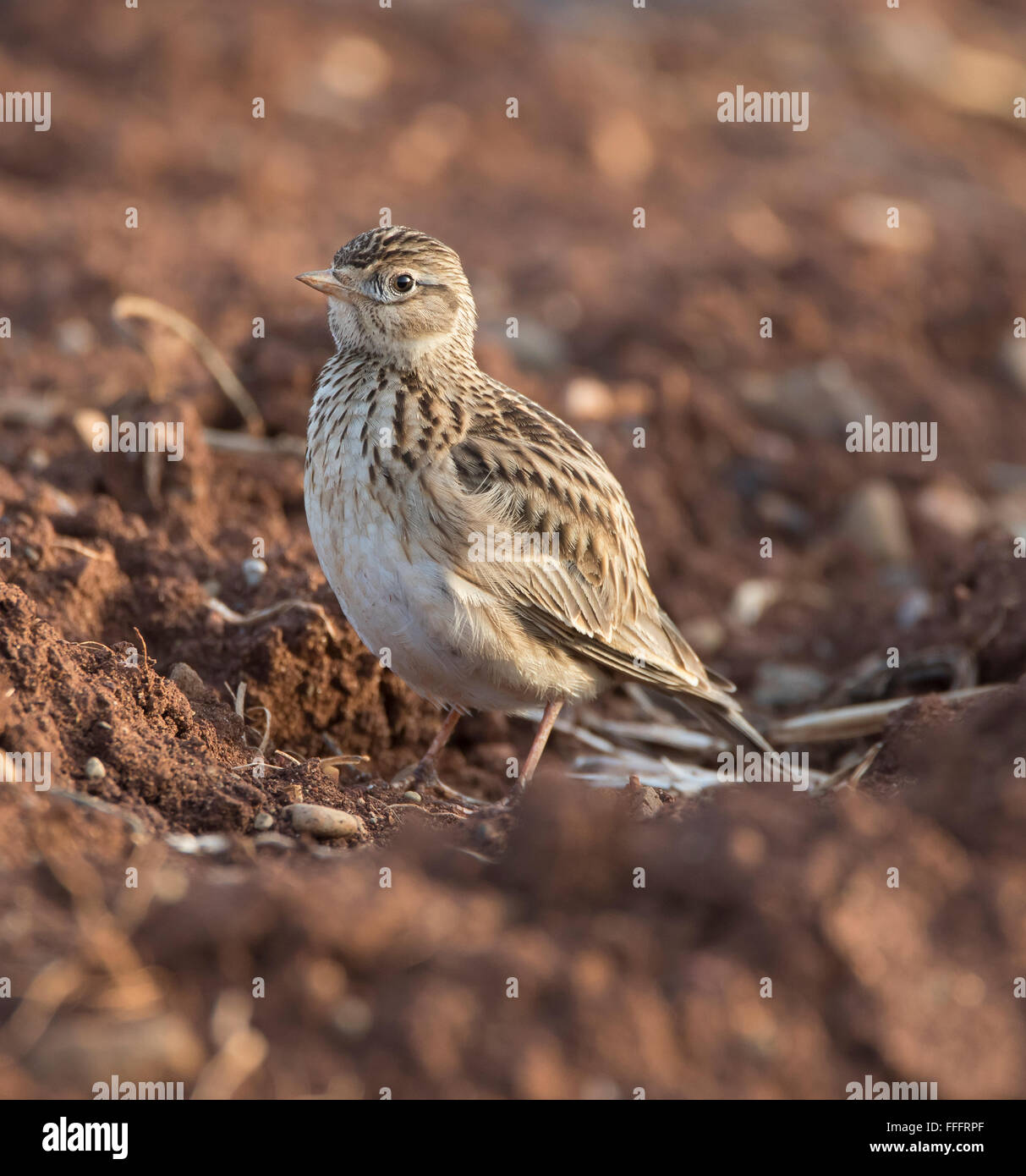 Feldlerche Alauda arvensis Stockfoto