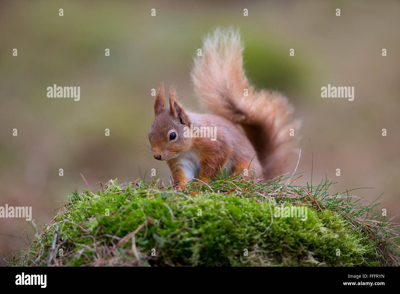 Eichhörnchen; Sciurus Vulgaris auf Moss Schottland Single; UK Stockfoto