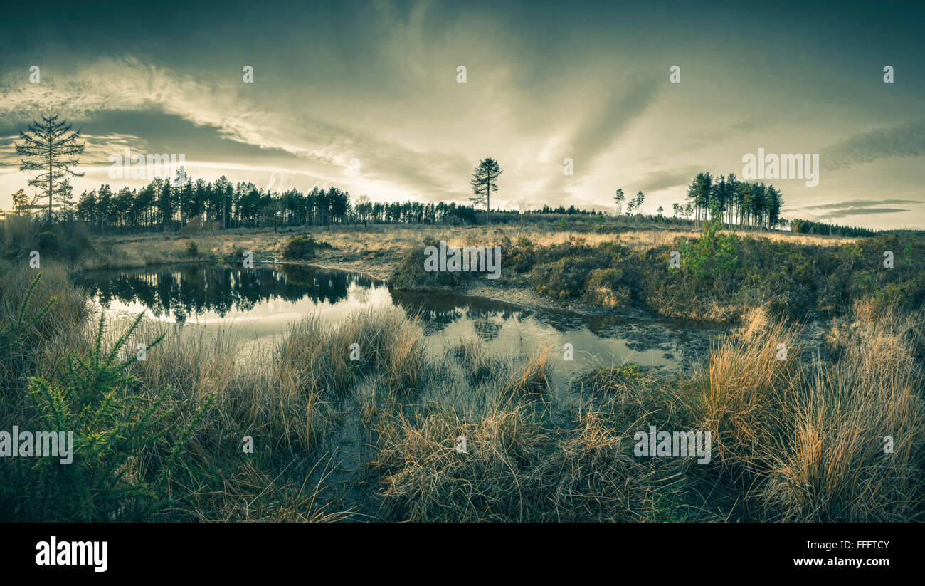 Sumpfgras wächst in einem Moor-Teich. Stockfoto